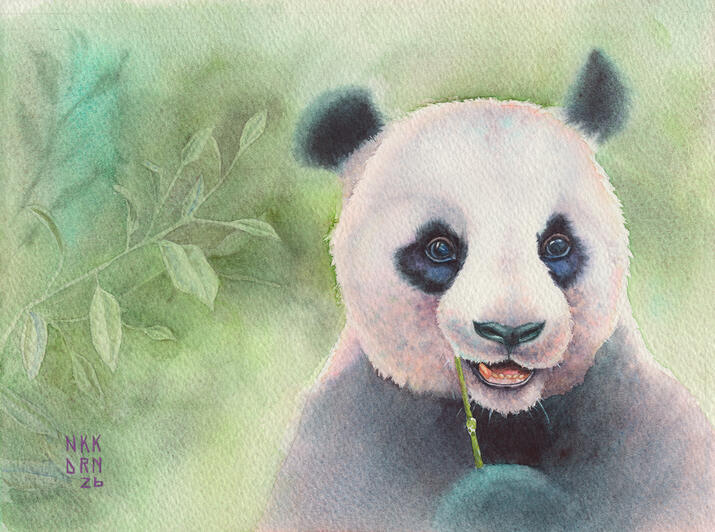 Panda Panda