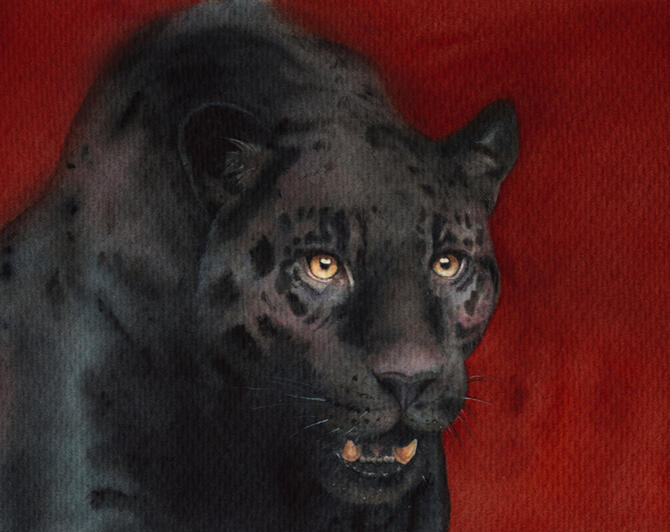 Pantera Nera Pantera Nera