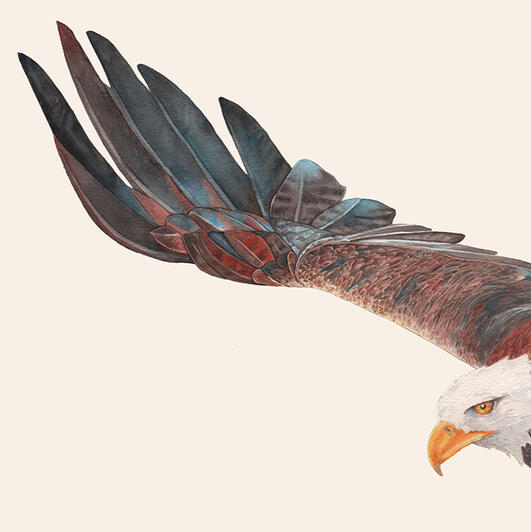Ala d'aquila Ala d'aquila