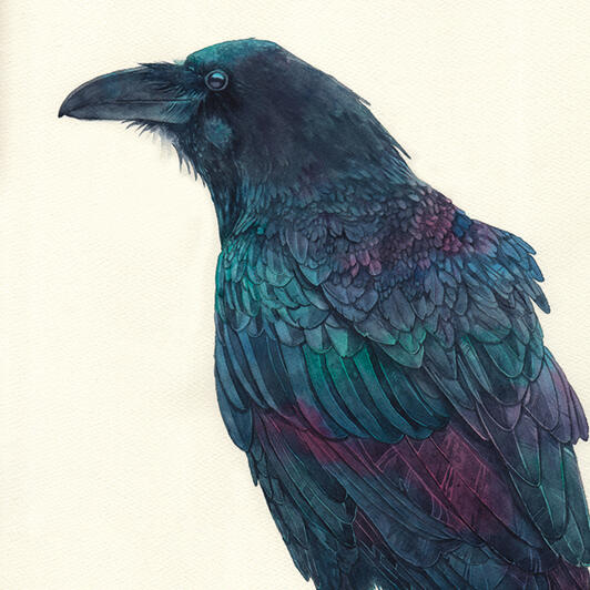Corvus Corvus